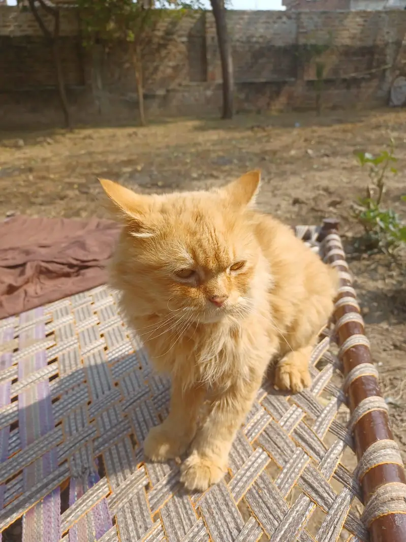 Persian cat pair — photo 10