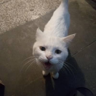whie cat