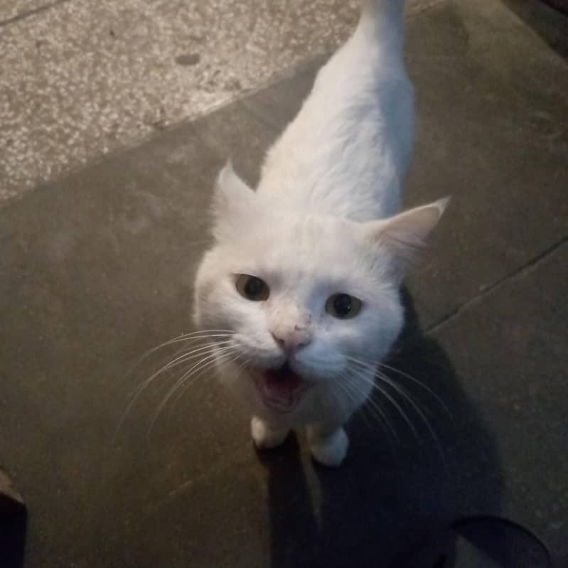 whie cat 0