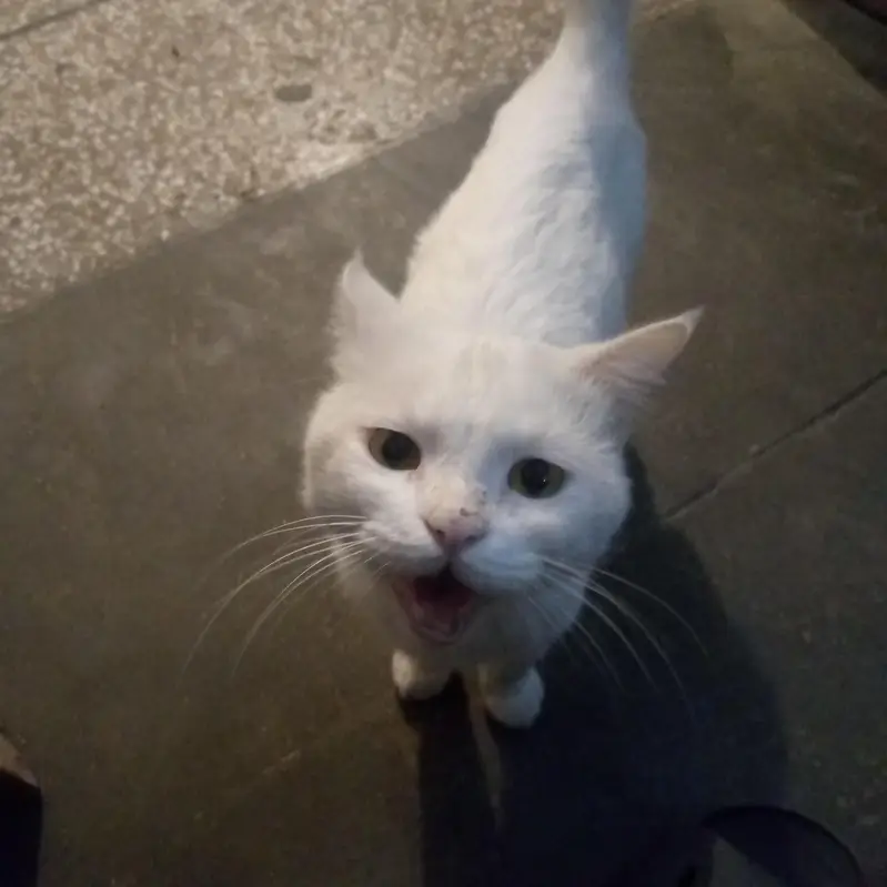 whie cat