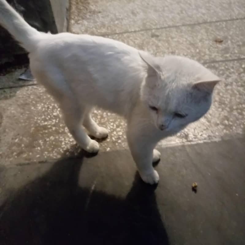 whie cat 1
