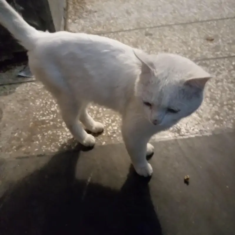 whie cat — photo 2