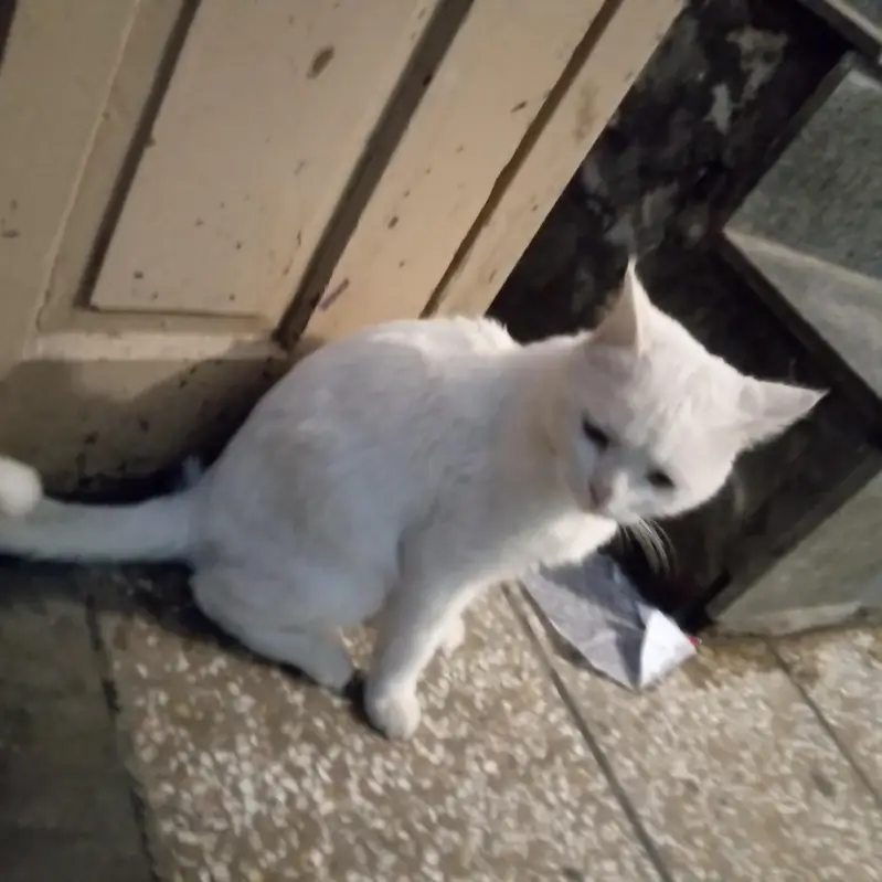 whie cat — photo 3