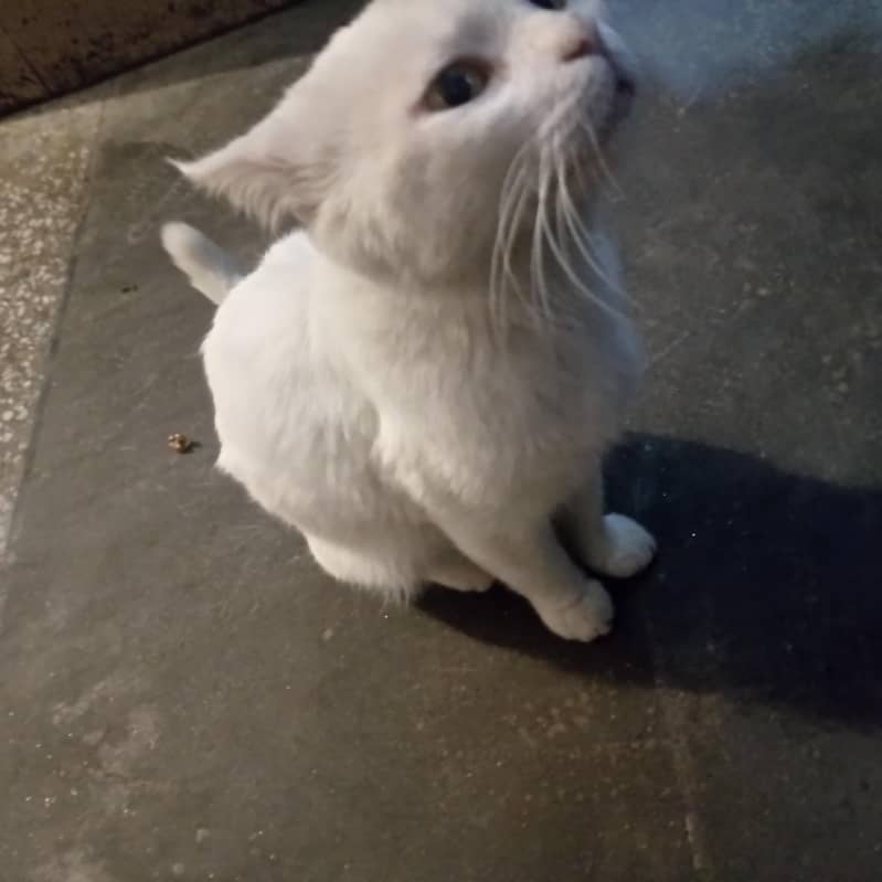 whie cat 3