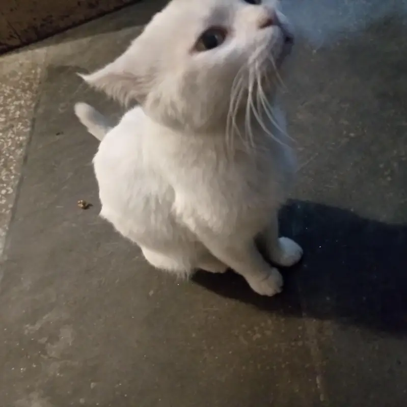 whie cat — photo 4