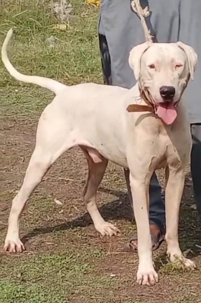 pure lappa Gultair male dubble body healthy and active for sale
