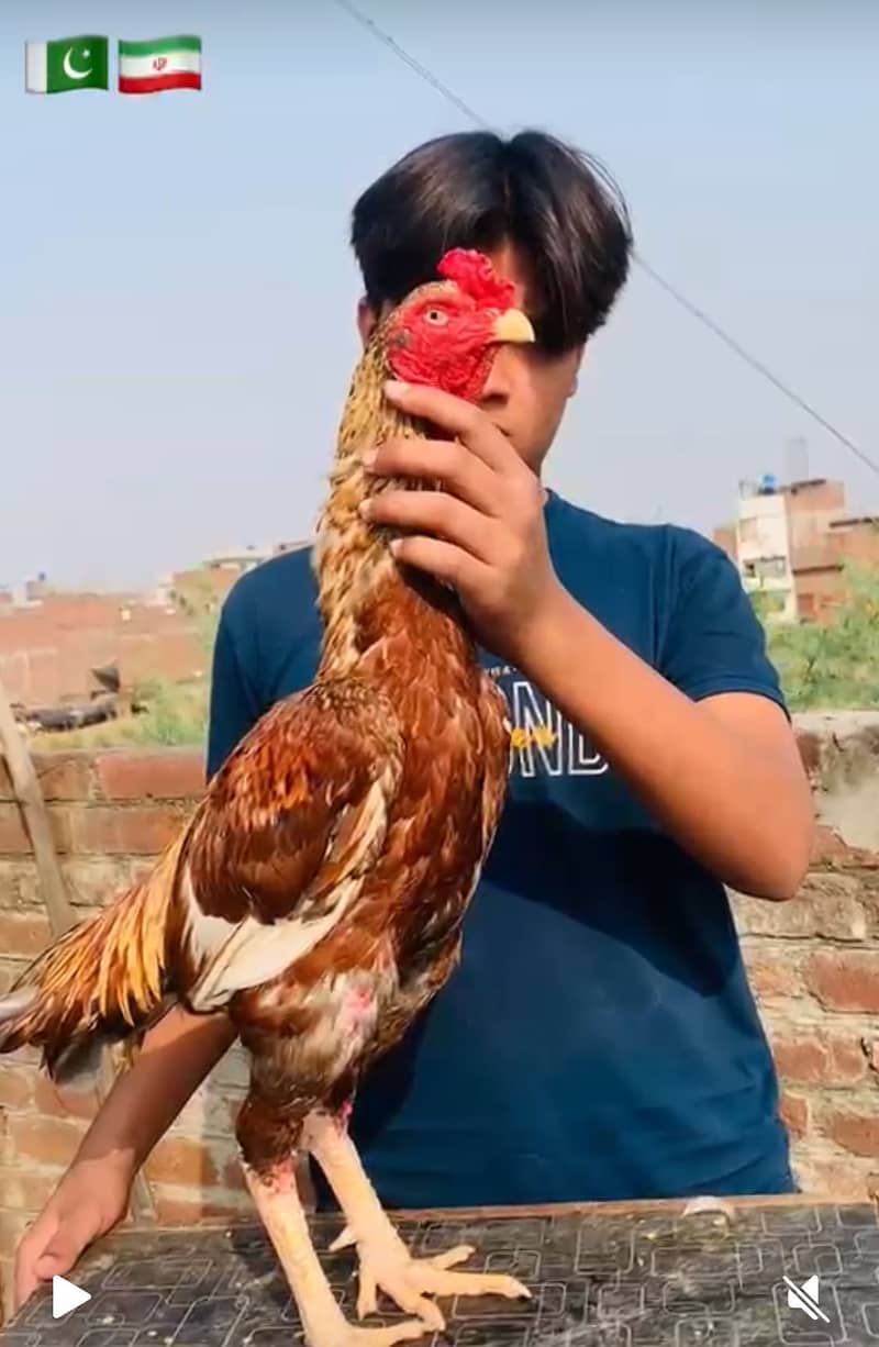 Pakistani aseel murga 0