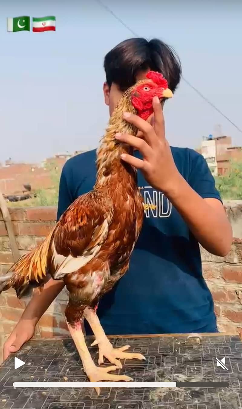 Pakistani aseel murga 1