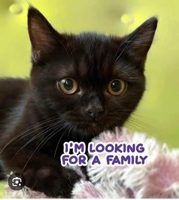 parsian kittens odd eyes kittens white kittens black kittens cats