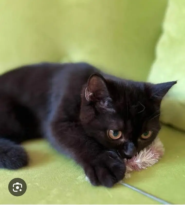 parsian kittens odd eyes kittens white kittens black kittens cats — photo 2