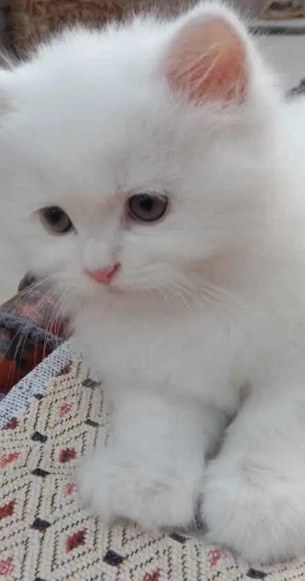 parsian kittens odd eyes kittens white kittens black kittens cats — photo 3