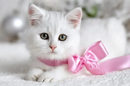 parsian kittens odd eyes kittens white kittens black kittens cats — photo 4