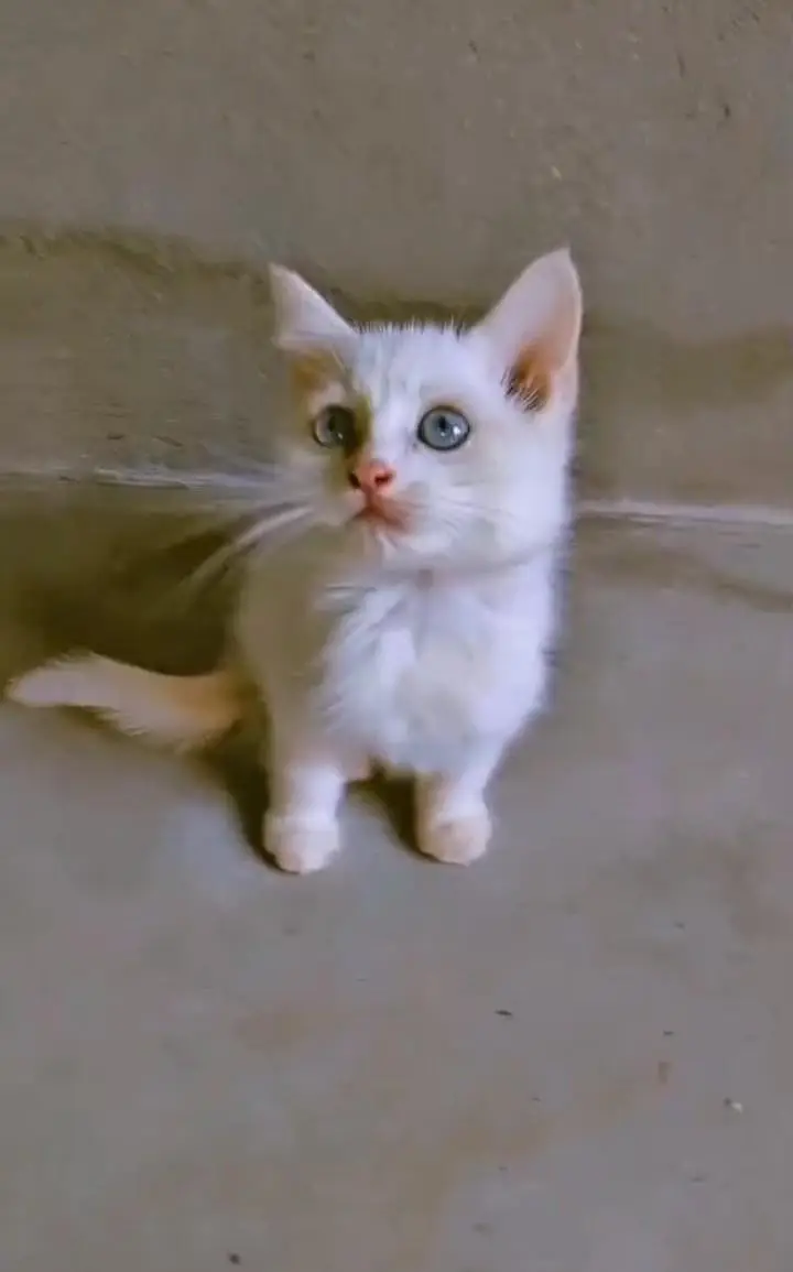parsian kittens odd eyes kittens white kittens black kittens cats — photo 6