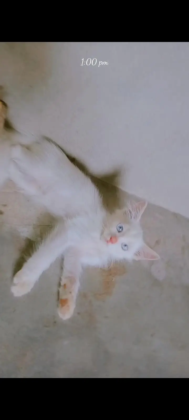 parsian kittens odd eyes kittens white kittens black kittens cats — photo 7