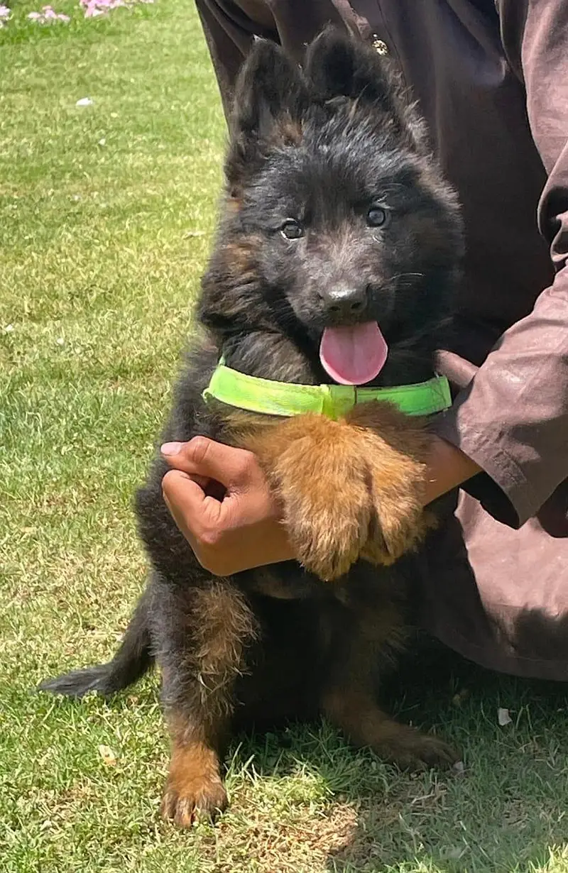 German Shepherd dog puppies