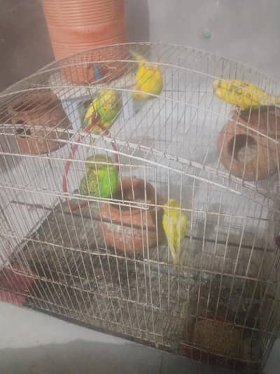 Australian Parrot With Cage