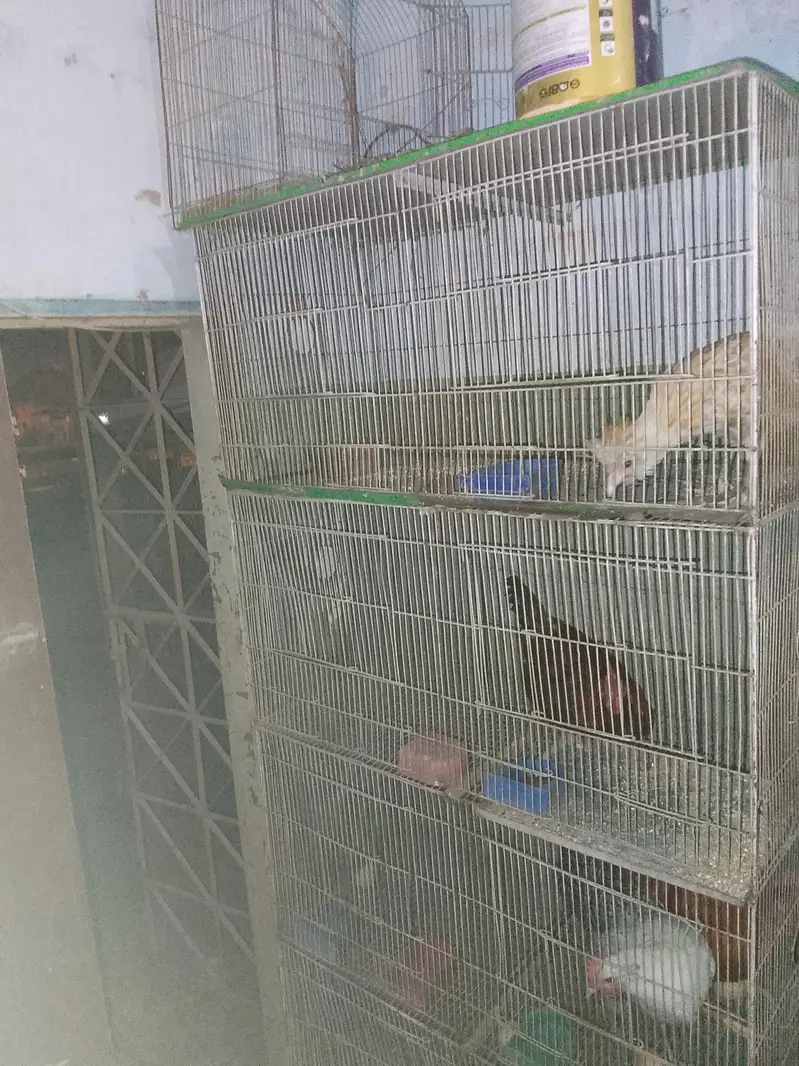 8 portions cages available for sale