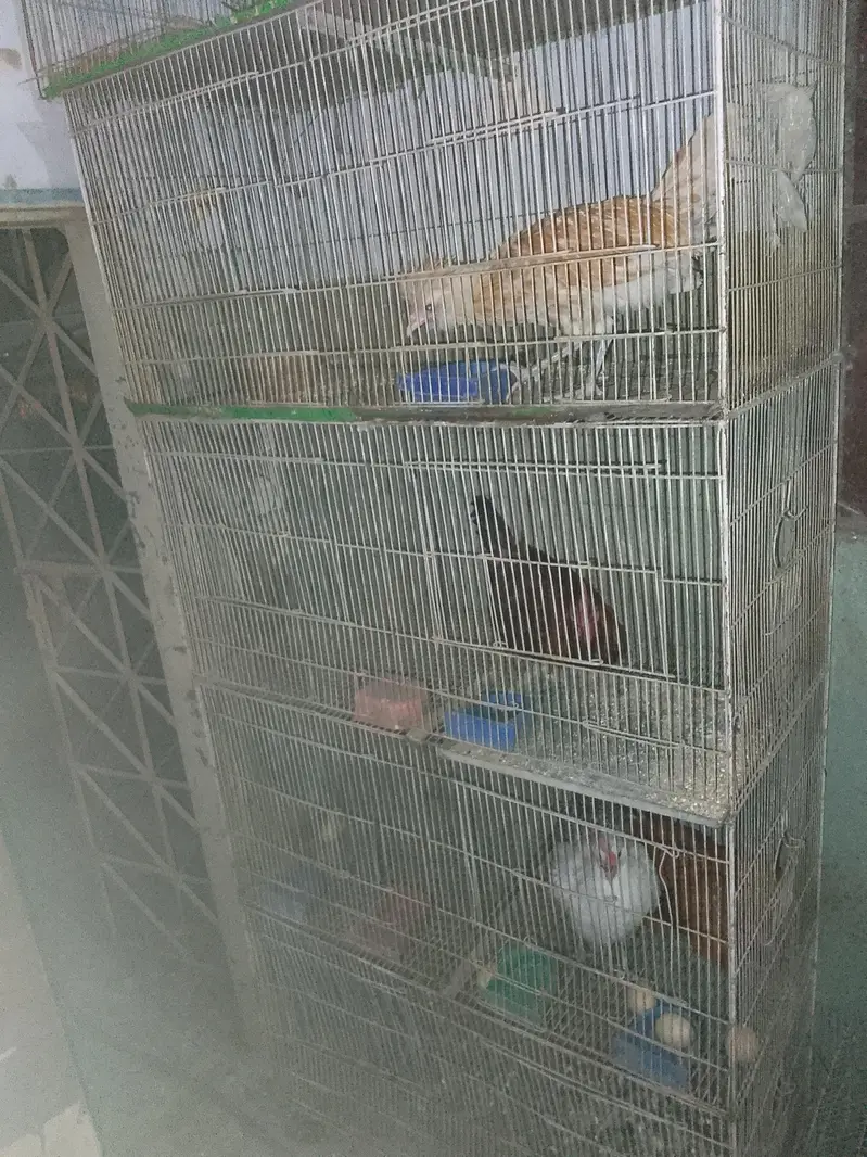 8 portions cages available for sale — photo 2