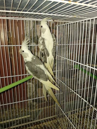 1 breeder pair and single male