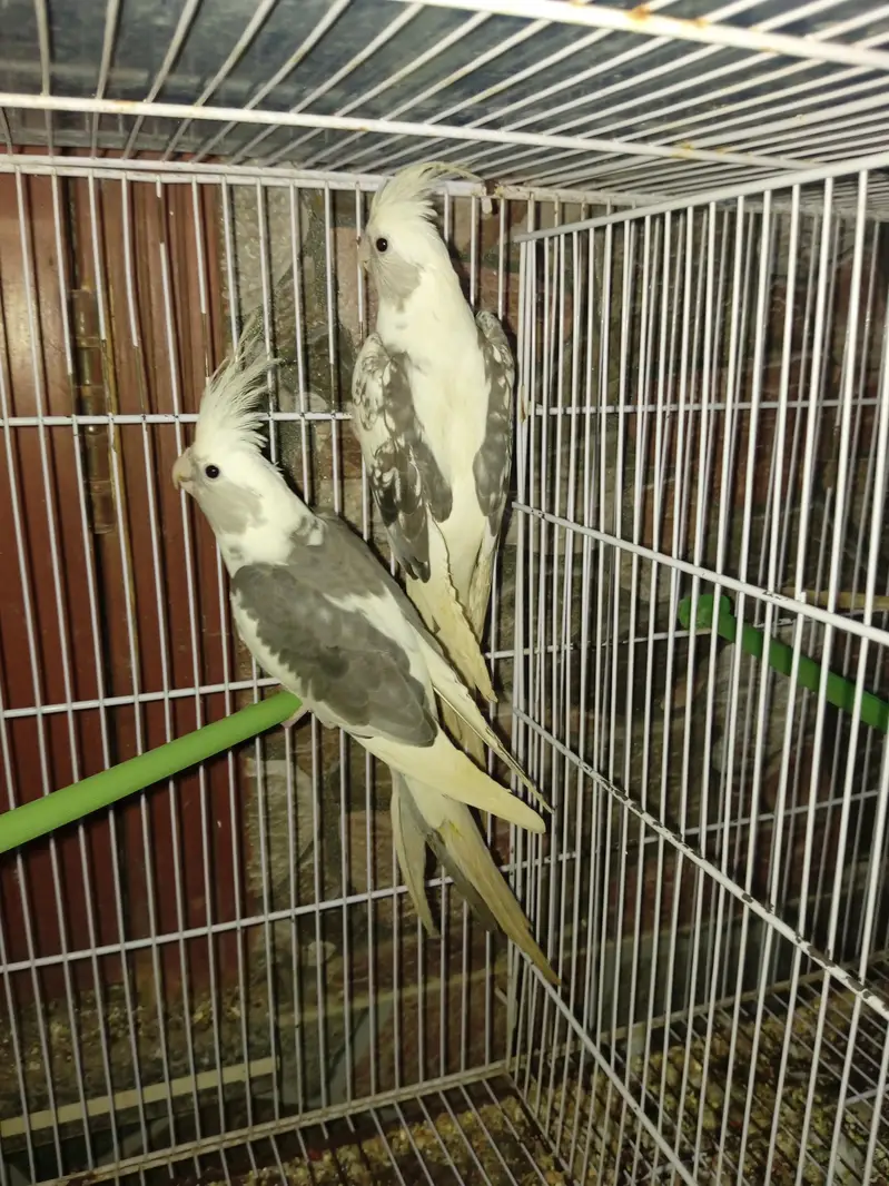 1 breeder pair and single male