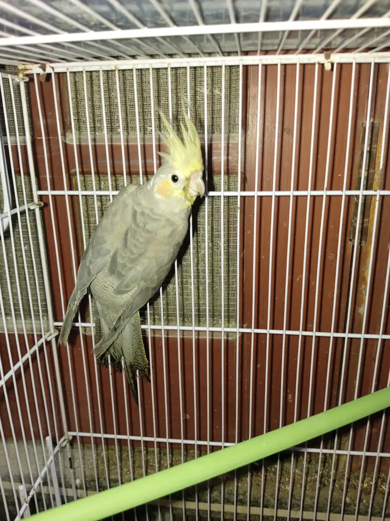 1 breeder pair and single male — photo 2