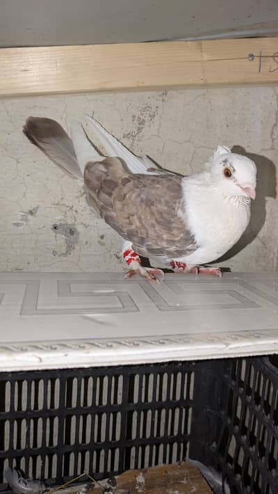 sentinent single male for sale