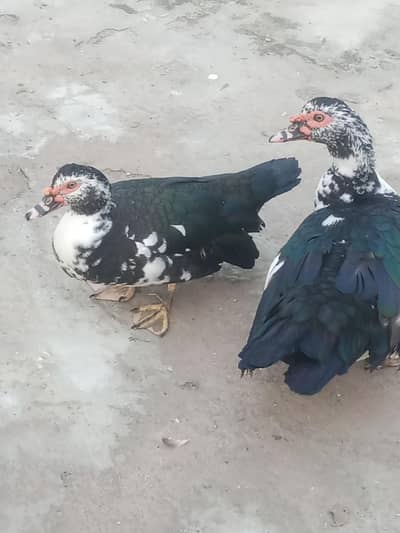Muscovy duck