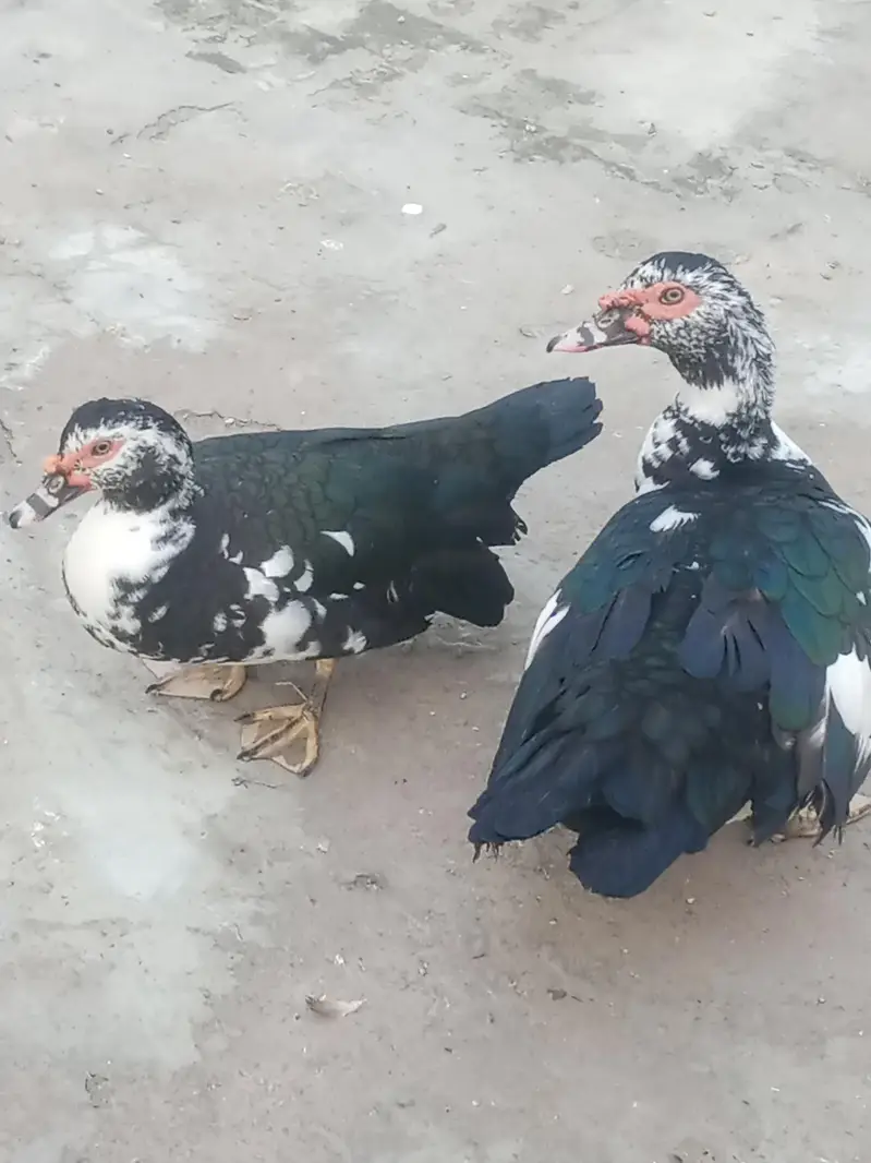 Muscovy duck — photo 2