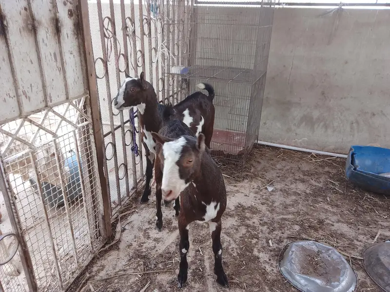 2 Teddy yellow eyes beautiful bakraye — photo 4