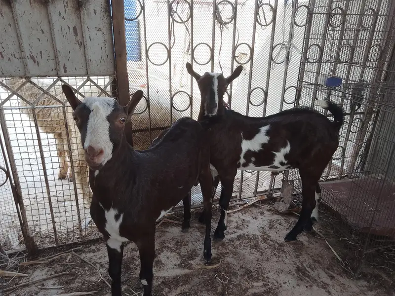 2 Teddy yellow eyes beautiful bakraye — photo 6