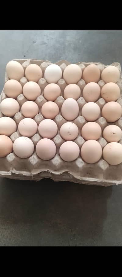 pure desi egg ghar ki murgiyo k available hai