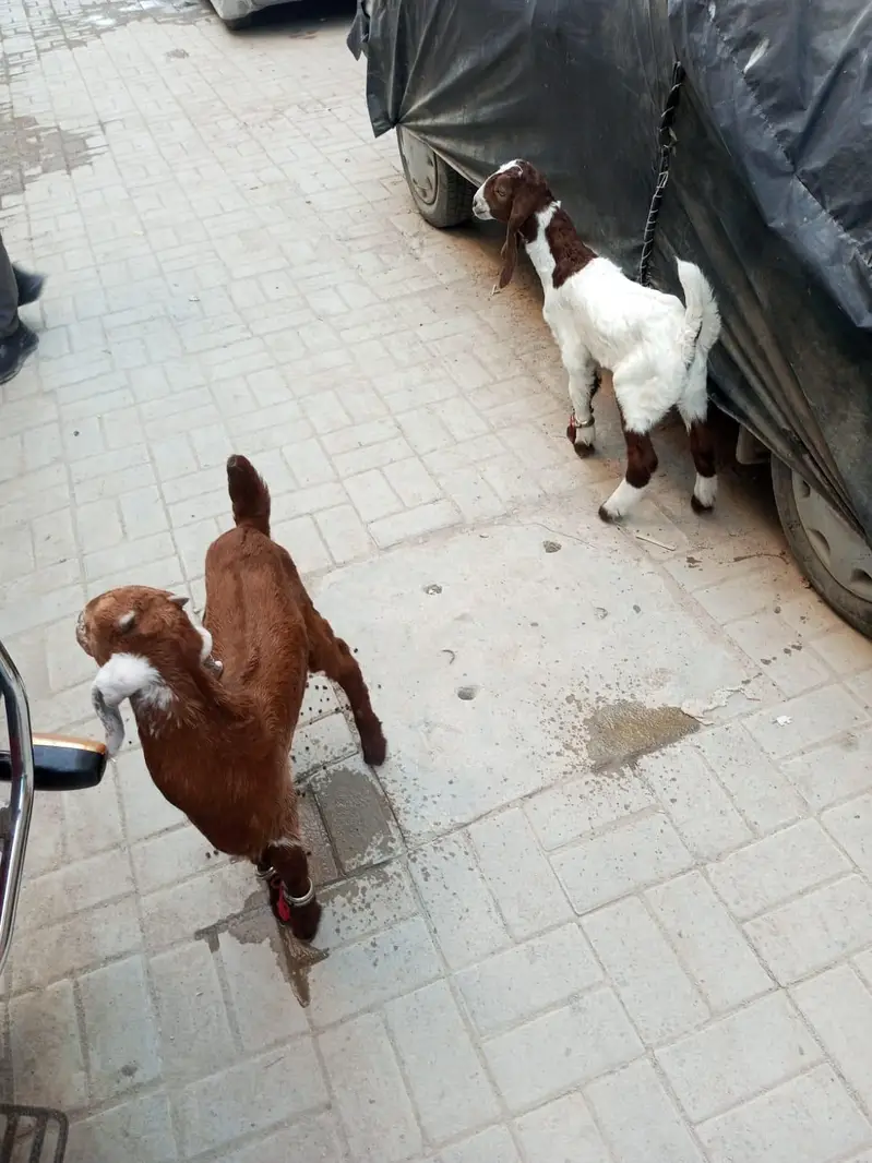 bakra bakri ka bacha for sale 2 bachy