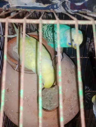 Breeder Pair