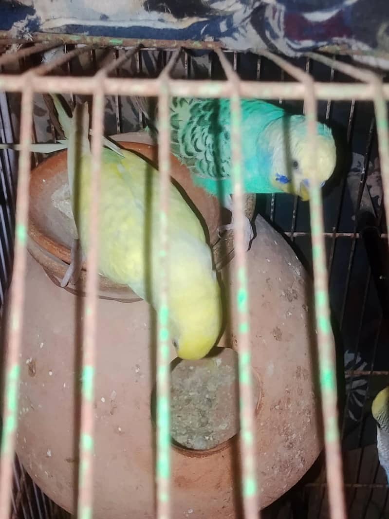 Breeder Pair 0