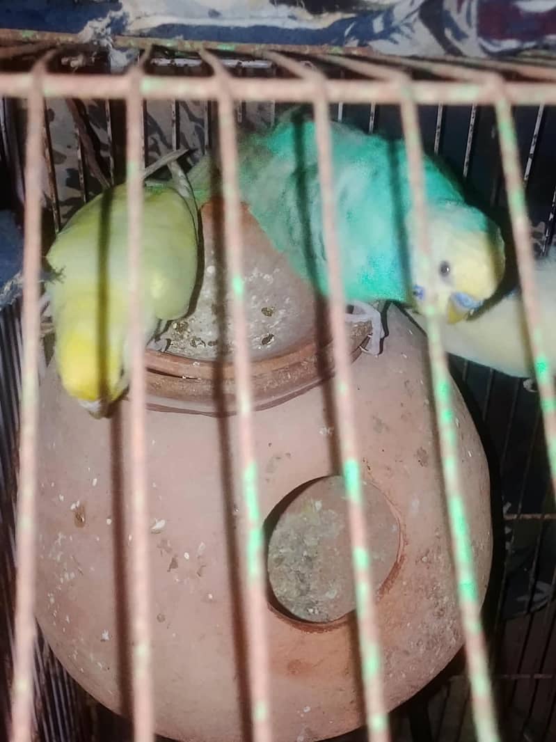 Breeder Pair 2