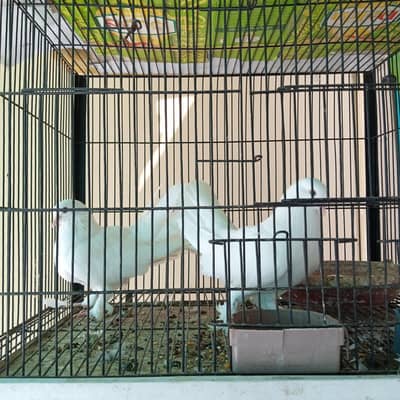 Lakka Pair