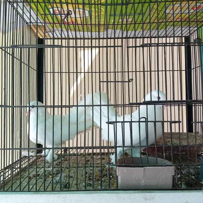 Lakka Pair 0