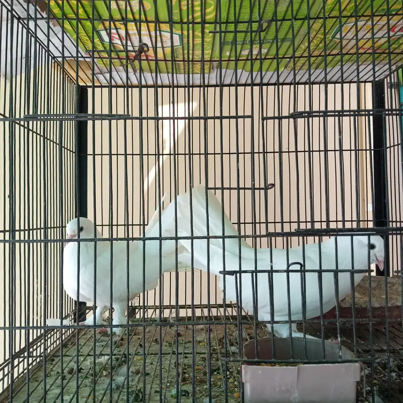 Lakka Pair — photo 2