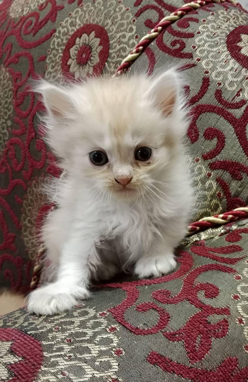 2 Person Triple coated male kitten - Cats - 1120876048