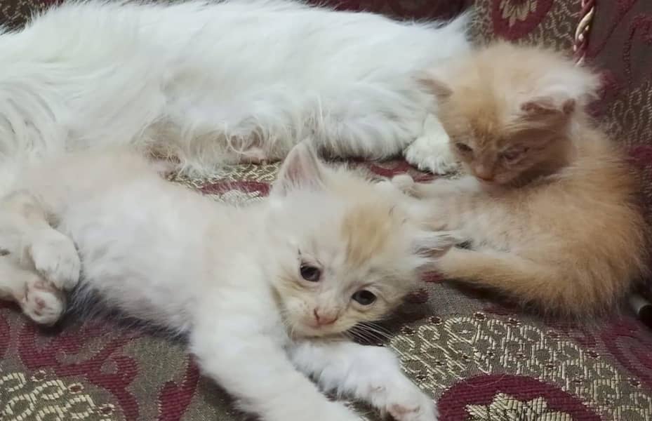2 Person Triple coated male kitten - Cats - 1120876048