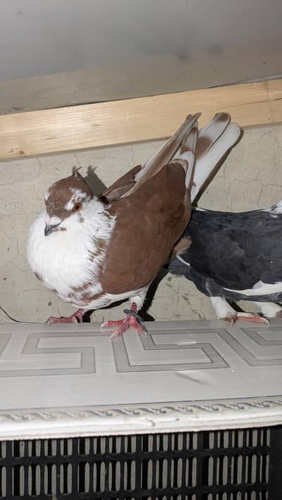 fancy pigeons for sale