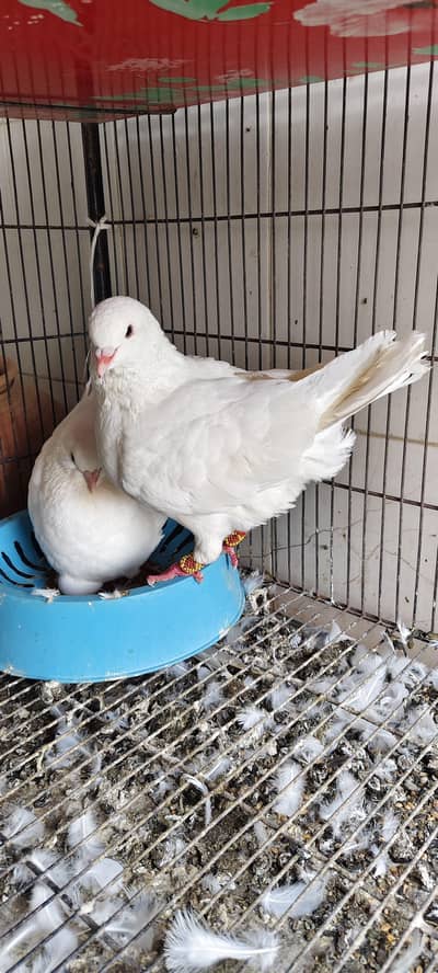 King Breeder pair with eggs