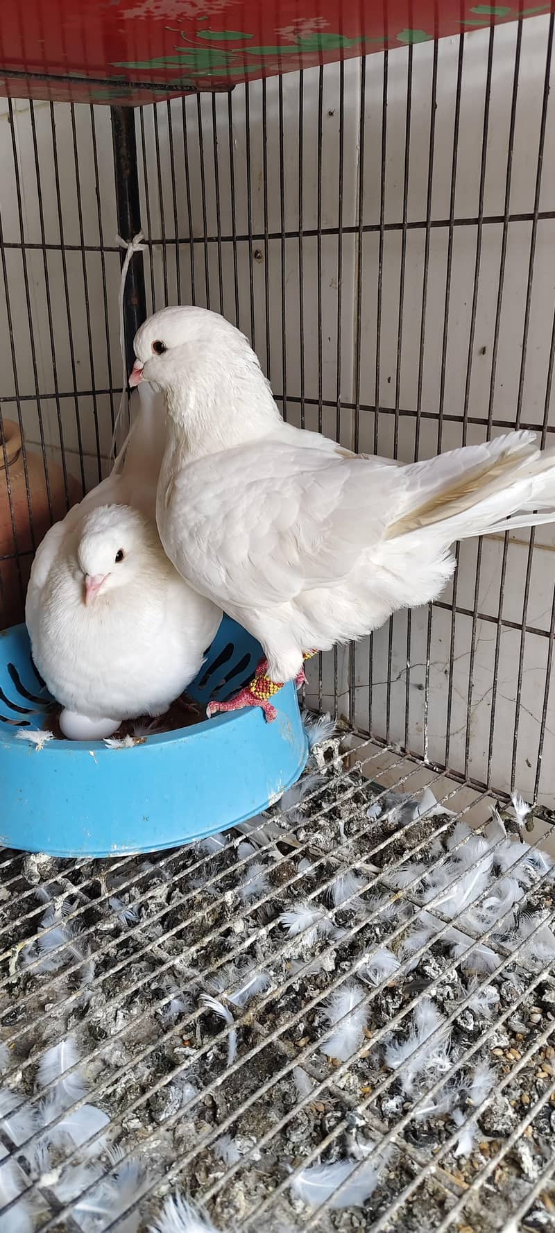 King Breeder pair with eggs 1