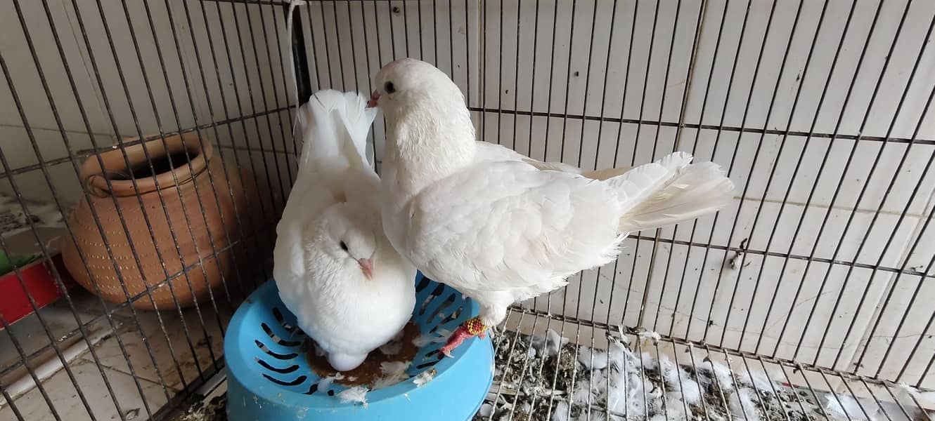 King Breeder pair with eggs 2