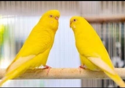 Parrot