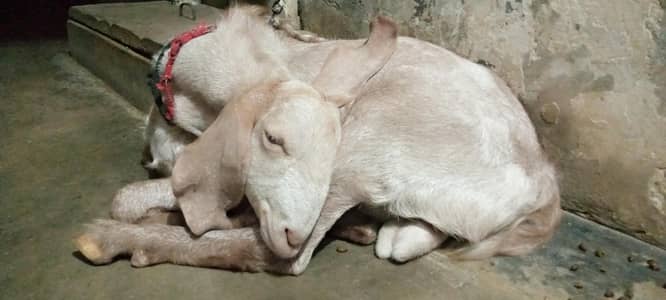 bakra for sale in karachi korangi
