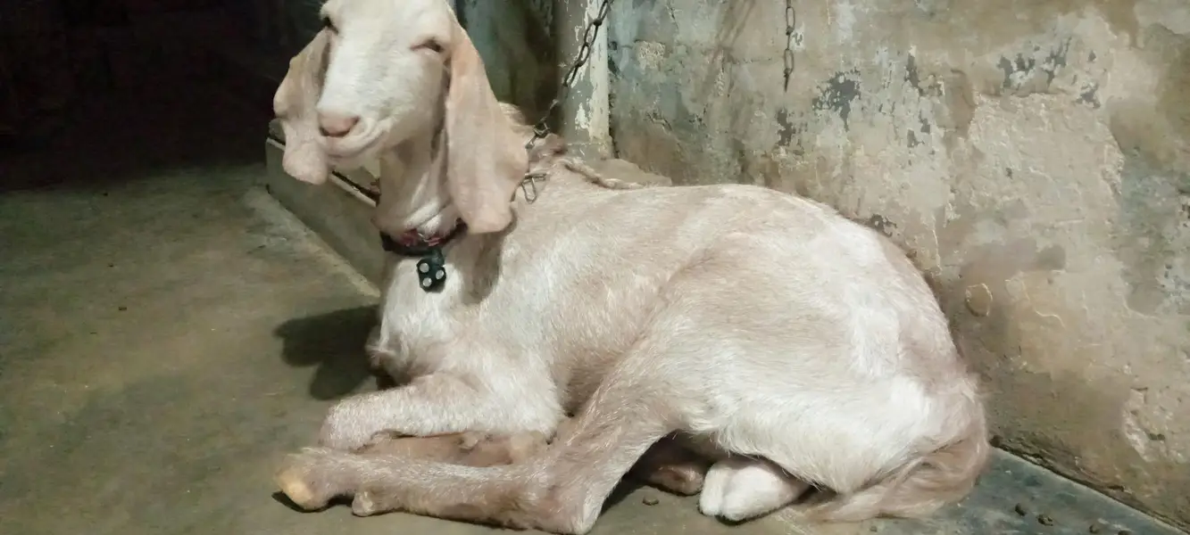 bakra for sale in karachi korangi — photo 2