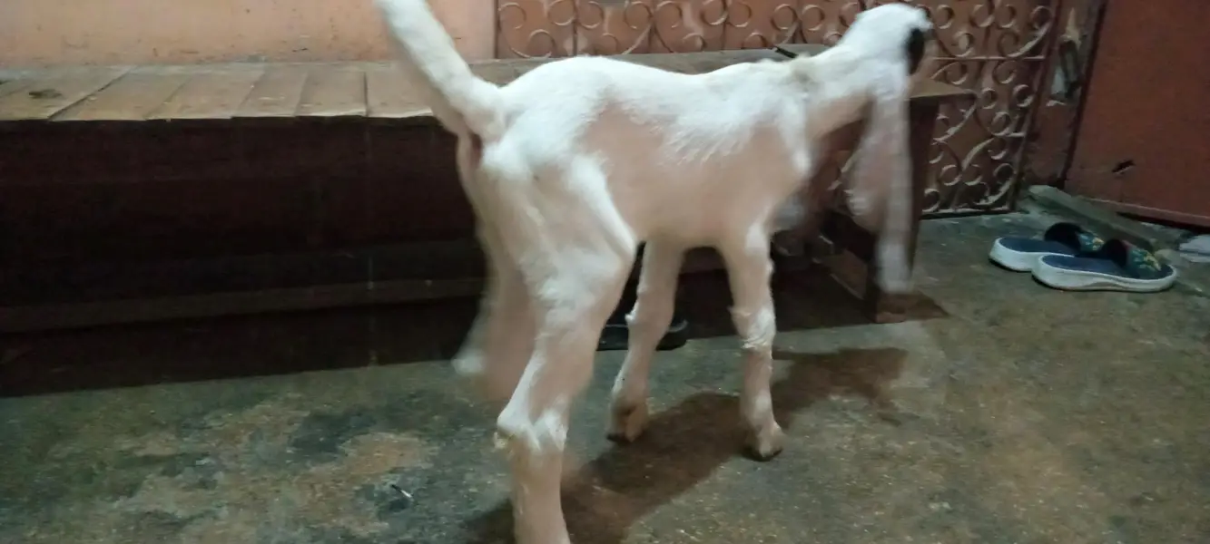 bakra for sale in karachi korangi — photo 3