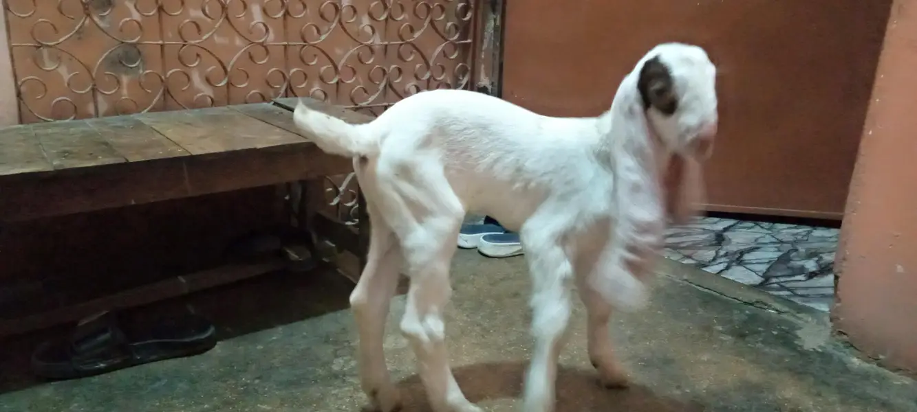 bakra for sale in karachi korangi — photo 4