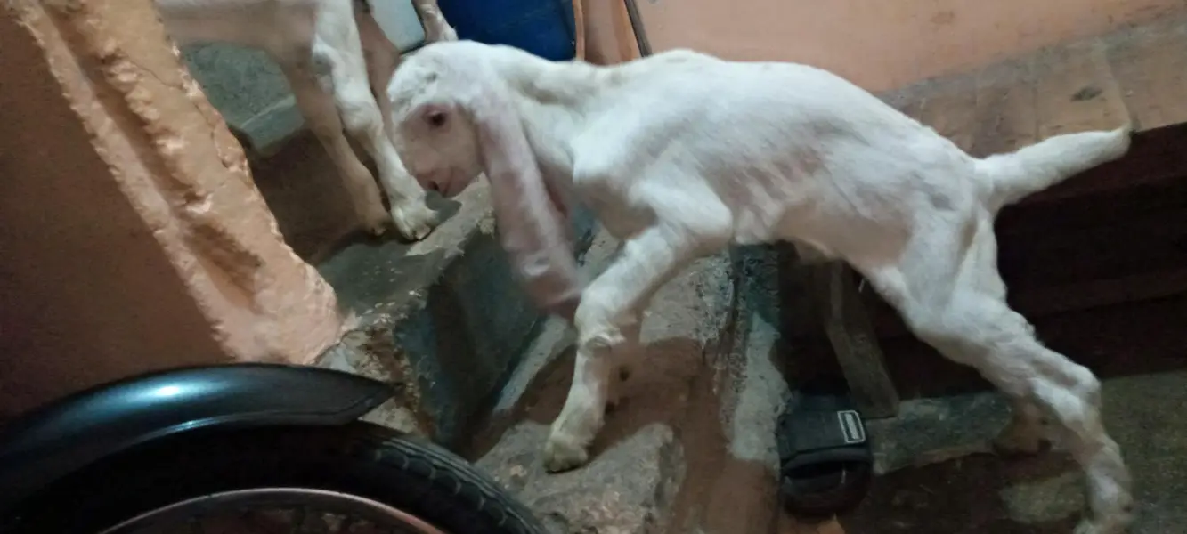 bakra for sale in karachi korangi — photo 5